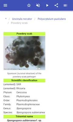 Plant diseases android App screenshot 11